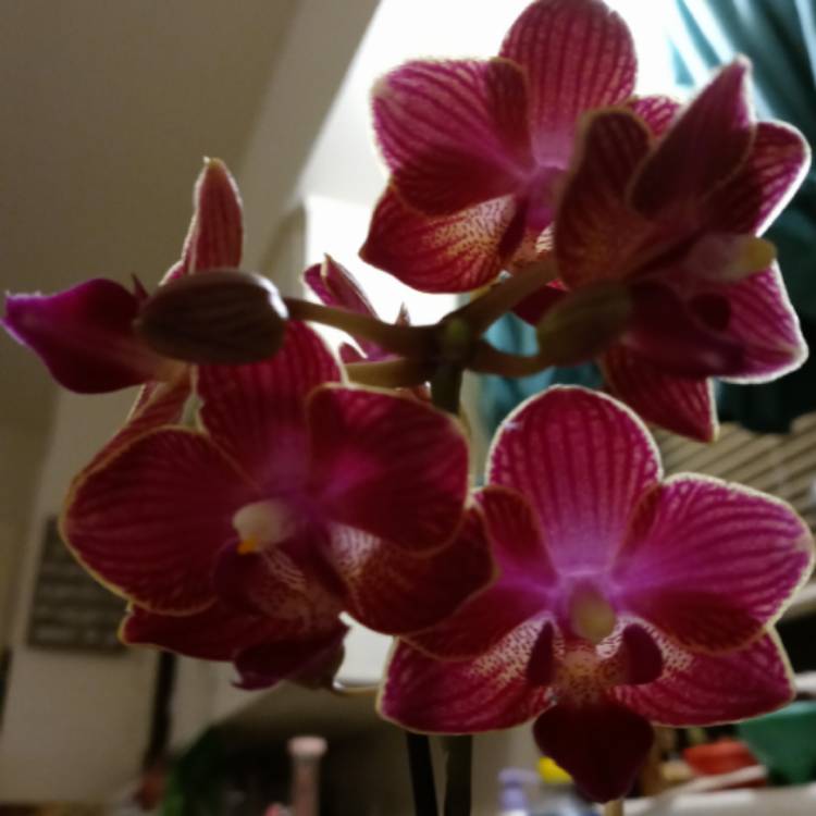 Plant image Phalaenopsis amabilis (Miniature)