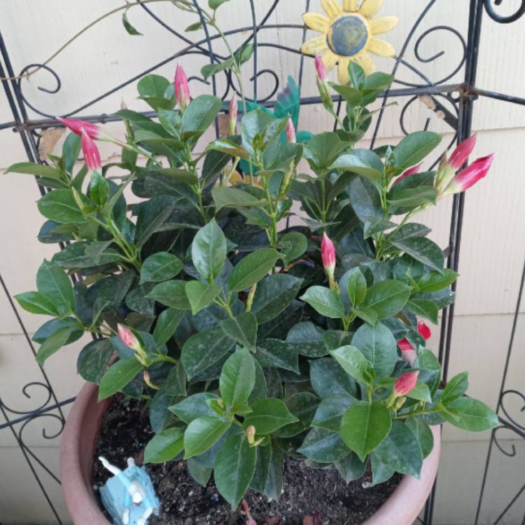 Plant image Mandevilla 'Sunparabeni' syn. Mandevilla 'Sun Parasol Dark Red', Mandevilla 'Sundaville Dark Red'