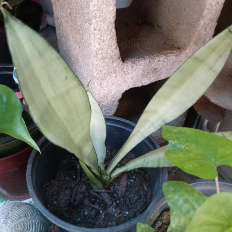 Plant image Sansevieria trifasciata 'Moonshine'