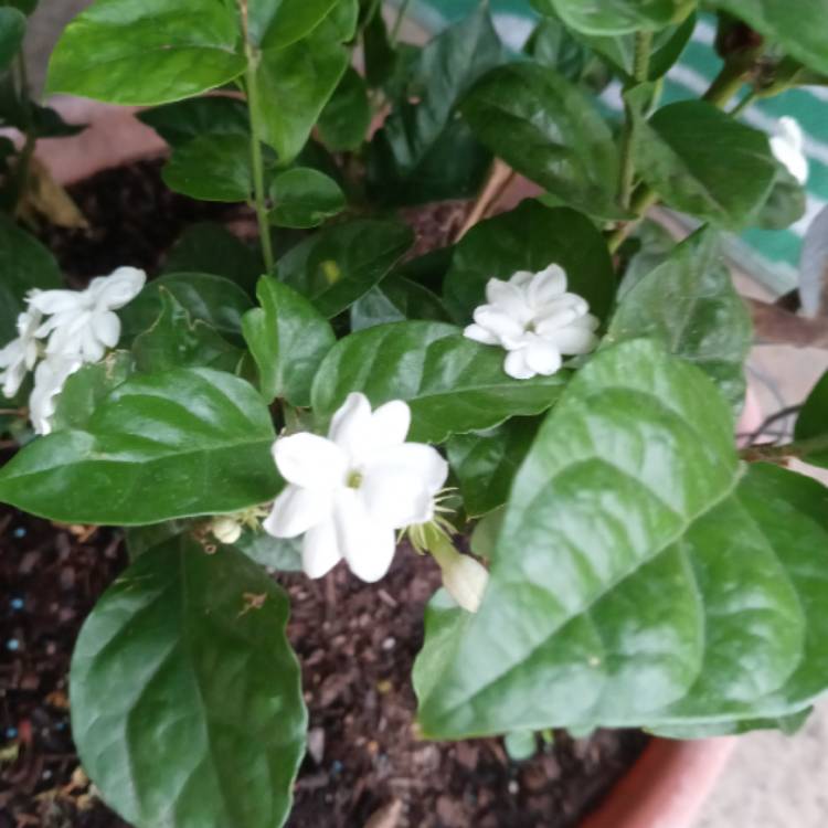 Plant image Jasminum sambac