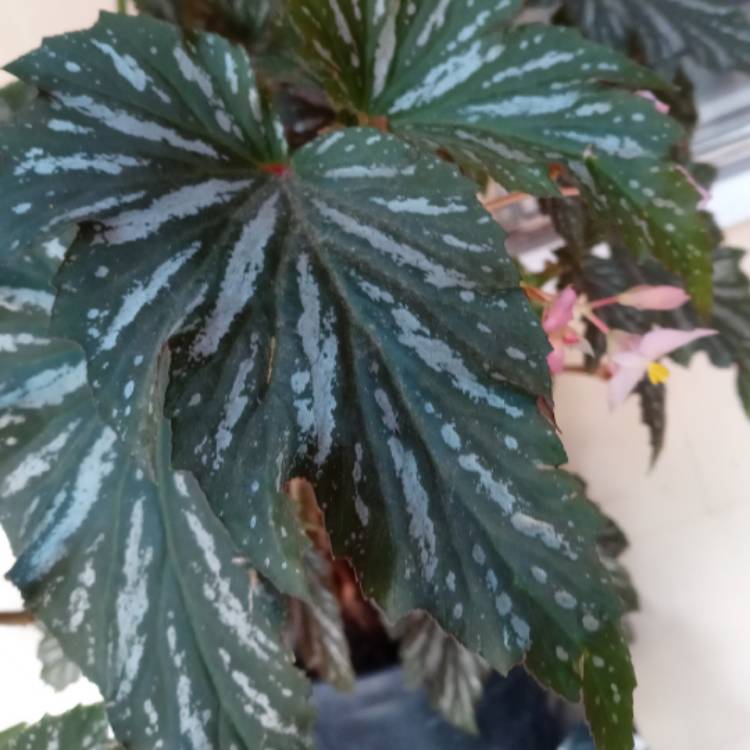 Plant image Begonia coccinea
