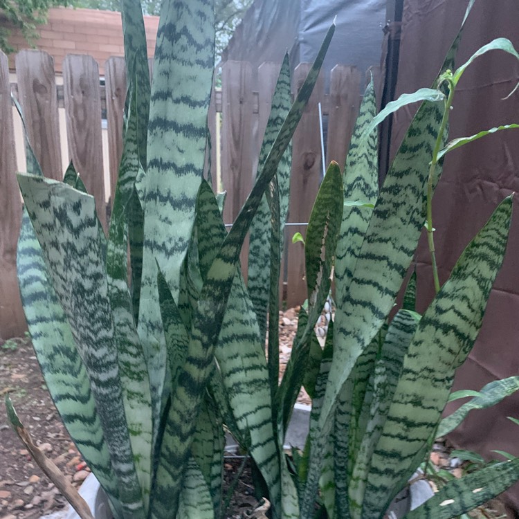 plant image 1692991