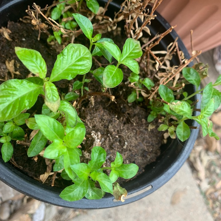 Plant image Cuphea hyssopifolia