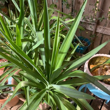 Yucca