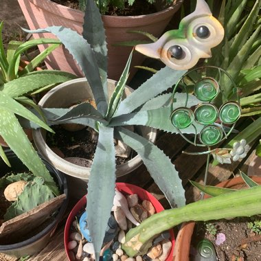 Hannah's garden