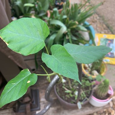 Bush Morning Glory