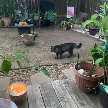 Hannah's garden