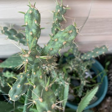 Cholla