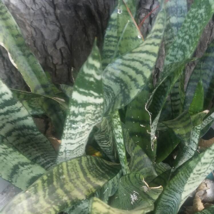 plant image 537845