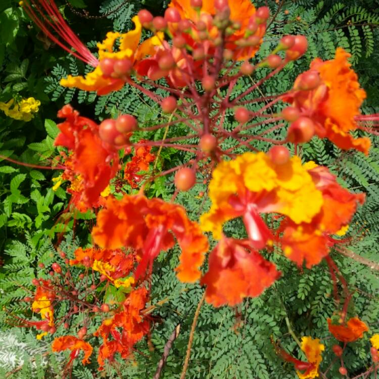 Plant image Caesalpinia pulcherrima syn. Caesalpinia lutea