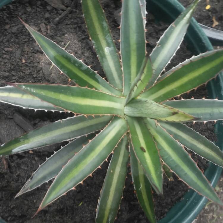 Plant image Agave lophantha 'Splendida'