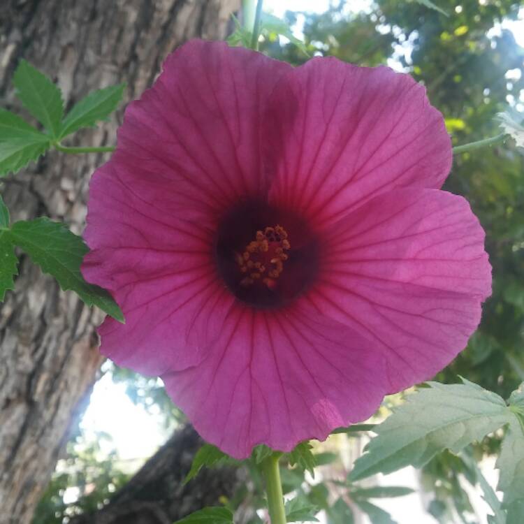Plant image Hibiscus cannabinus
