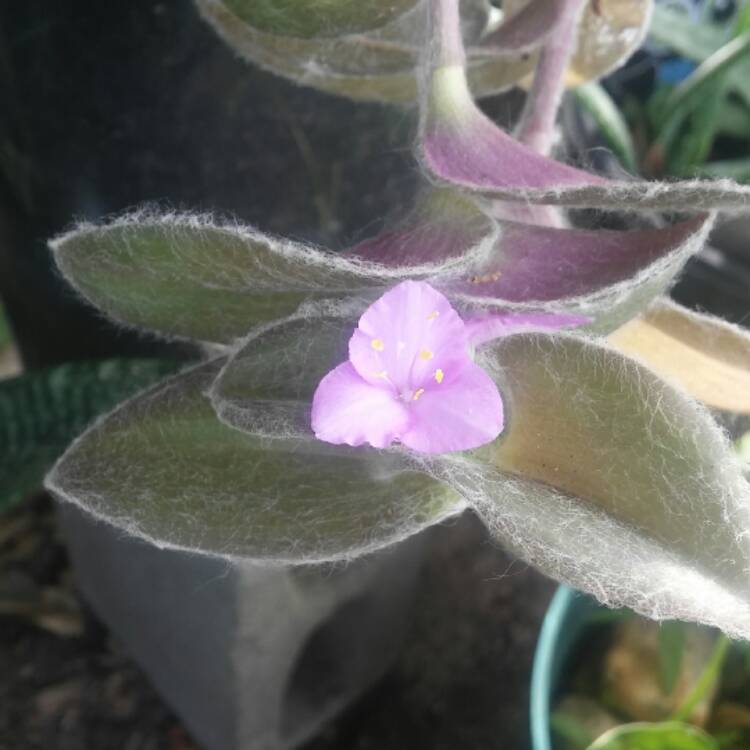Plant image Tradescantia sillamontana