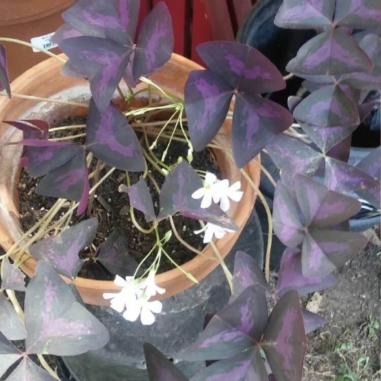 Plant image Oxalis triangularis subsp. papilionacea
