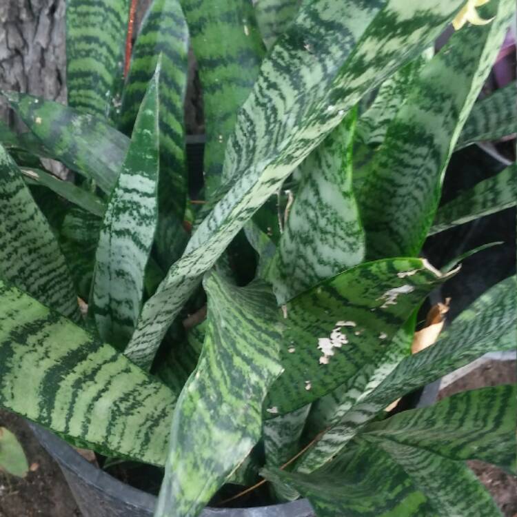 plant image 550920
