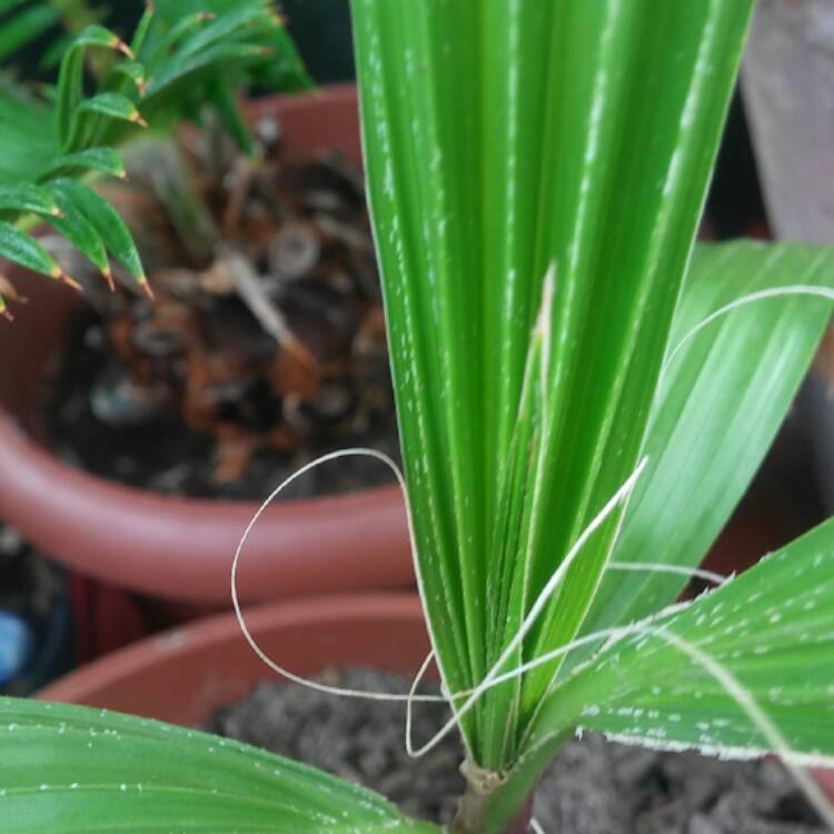 Plant image Washingtonia robusta