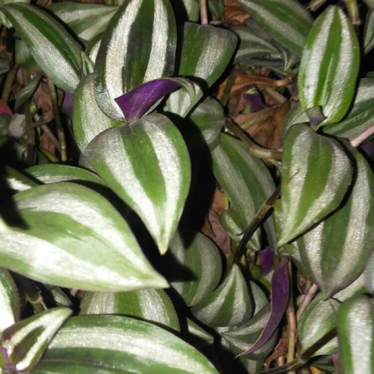 plant image 551258
