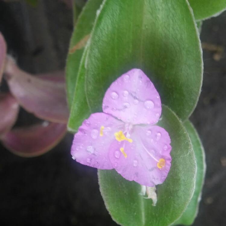 plant image 552362 plant image 552362