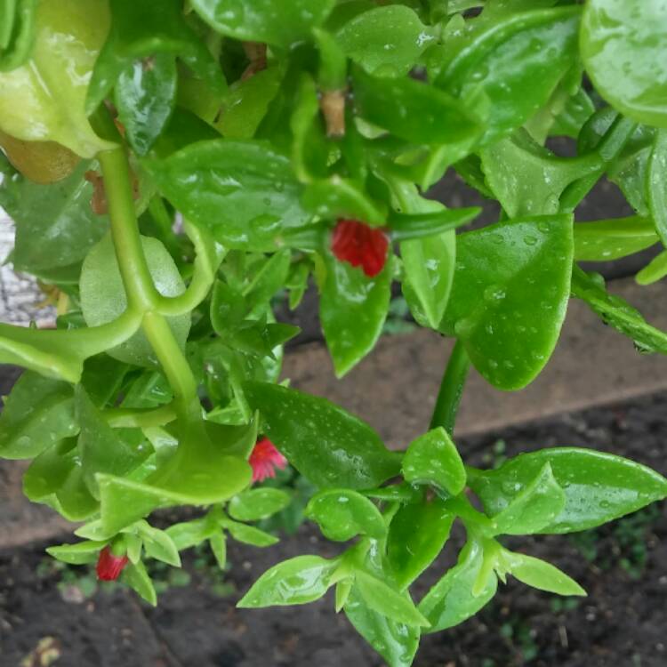 Plant image Aptenia cordifolia
