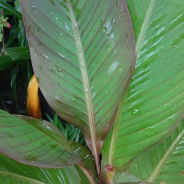 Canna indica 'Russian Red'