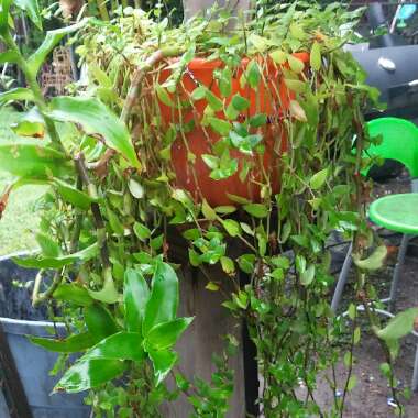 Callisia repens 'Rosata'