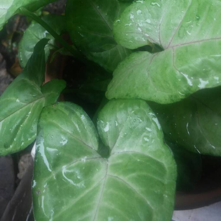 Plant image Syngonium podophyllum 'White Butterfly'