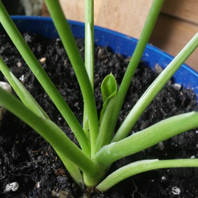Plant image Thaumatophyllum xanadu syn. Philodendron xanadu, Philodendron 'Xanadu', Philodendron 'Winterbourn'