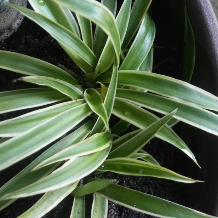 Plant image Chlorophytum