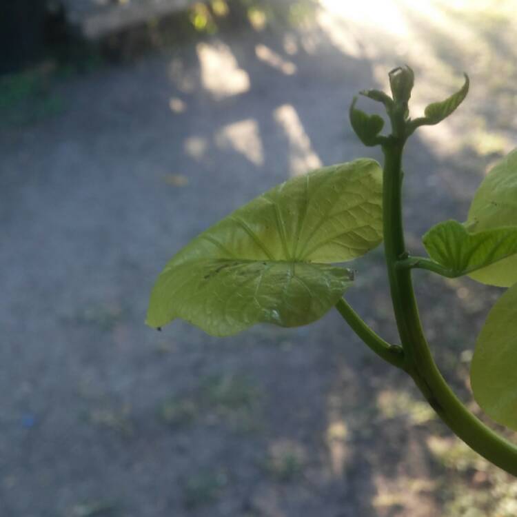 Plant image Ipomoea Batatas 'Sweet Caroline Green'