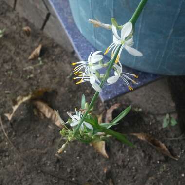 Chlorophytum viridescens 'Hawaiian'