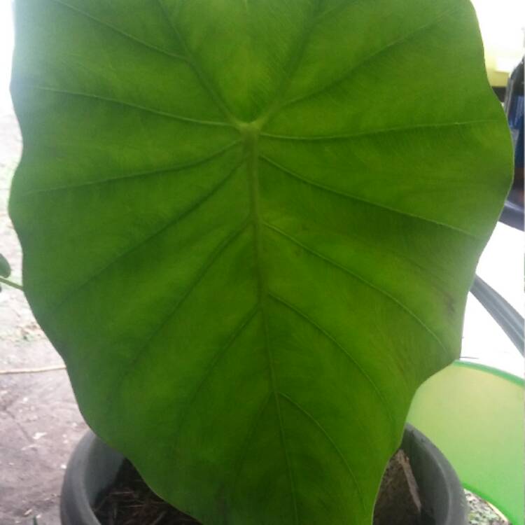 Plant image Alocasia