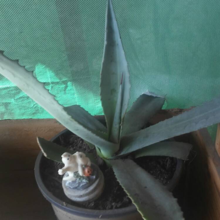 Plant image Agave Americana