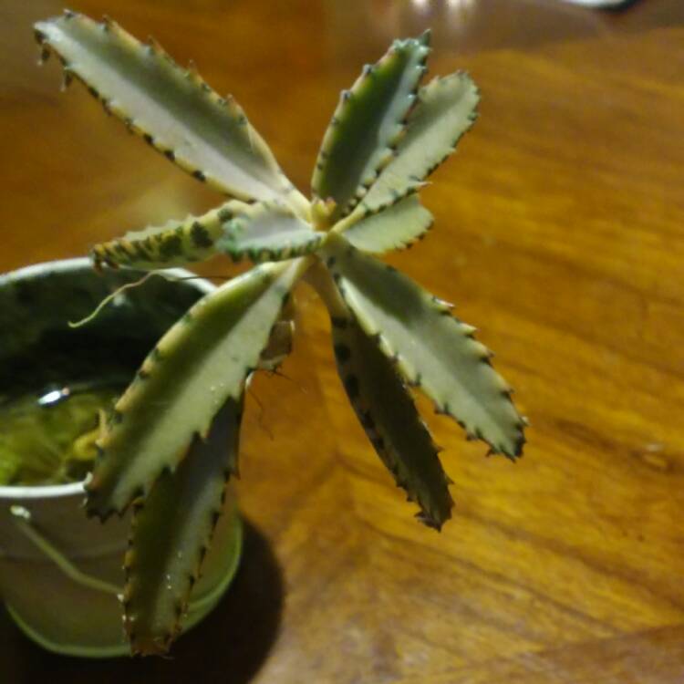 plant image 583907