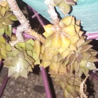 Anacampseros Rufescens