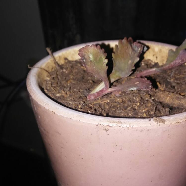 Plant image Kalanchoe Longiflora