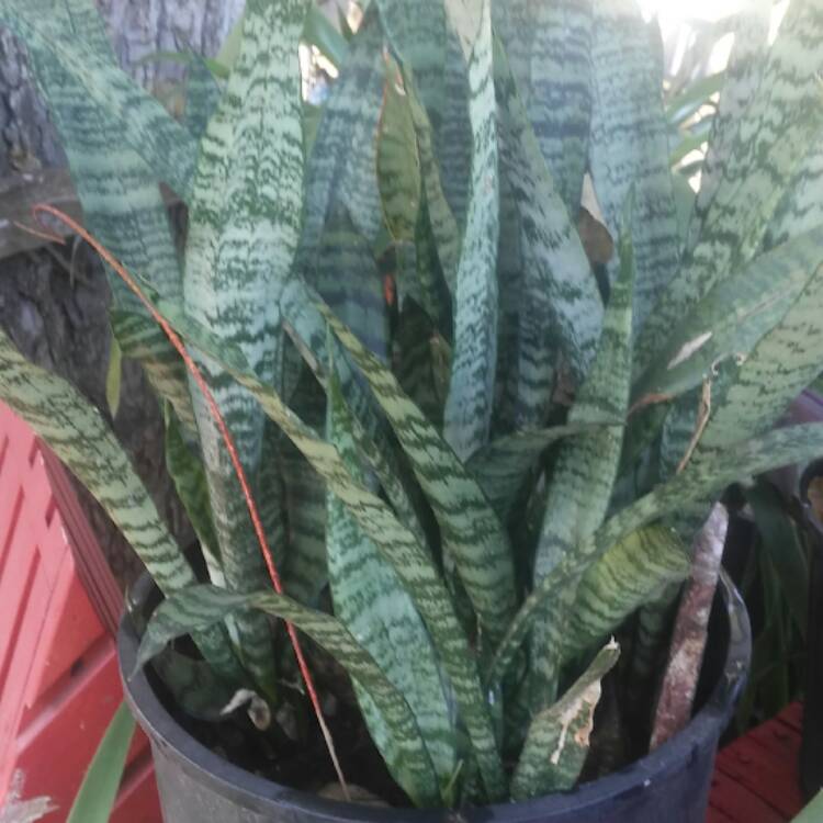 Plant image Sansevieria zeylanica