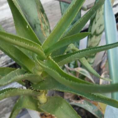 Aloe Ciliaris