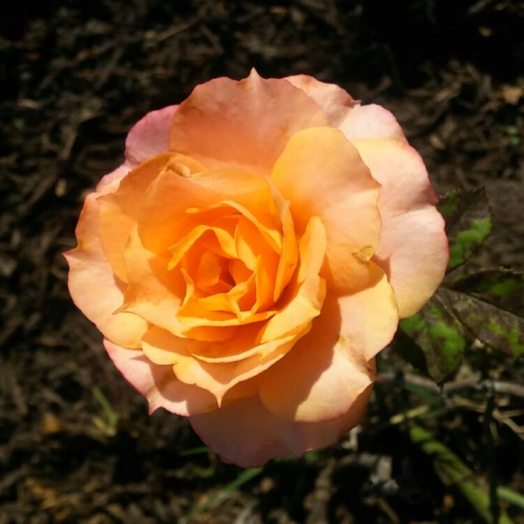 Plant image Rosa 'Dicobey' syn. Rosa 'Tequila Sunrise', Rosa 'Beaulieu'
