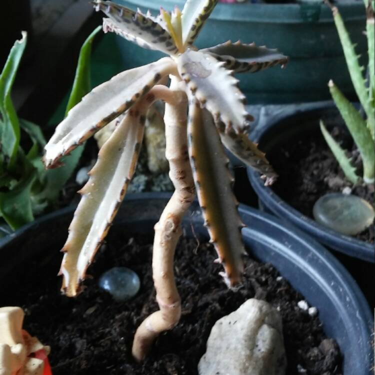 plant image 586949