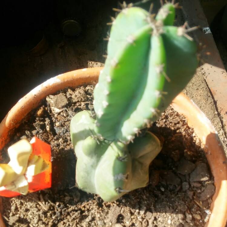 Plant image Trichocereus pachanoi syn. Echinopsis pachano