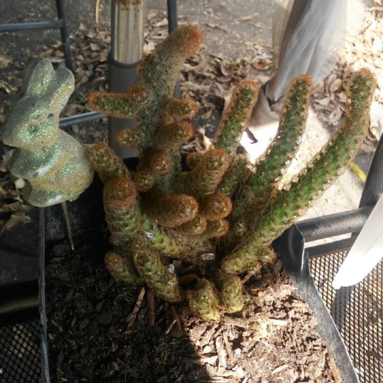 Plant image Mammillaria elongata