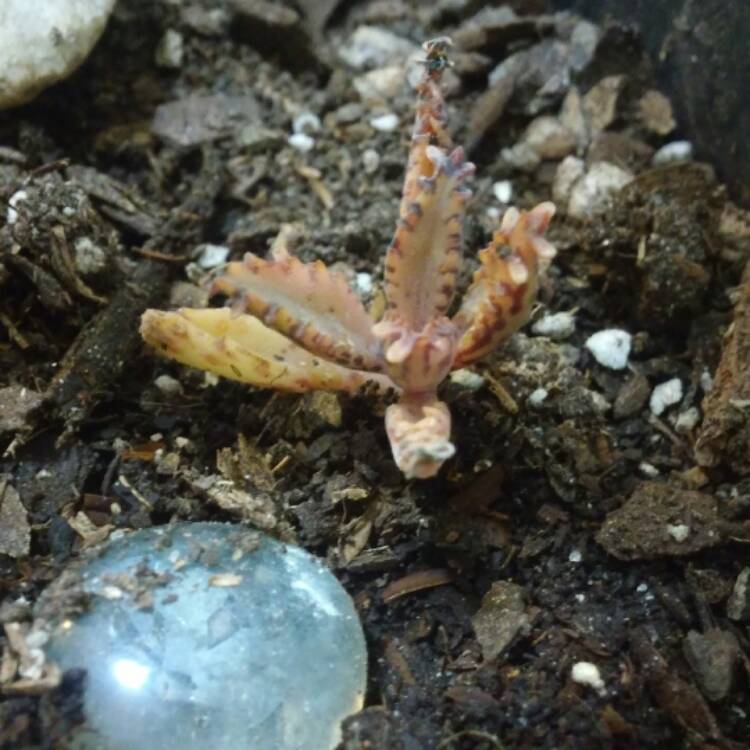plant image 588861