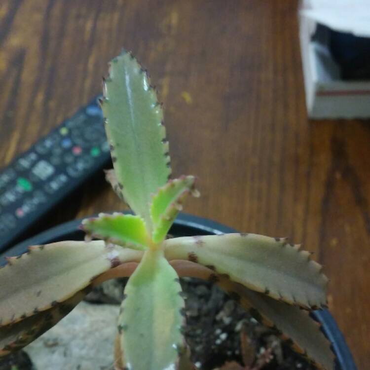 Plant image Bryophyllum Delagoense