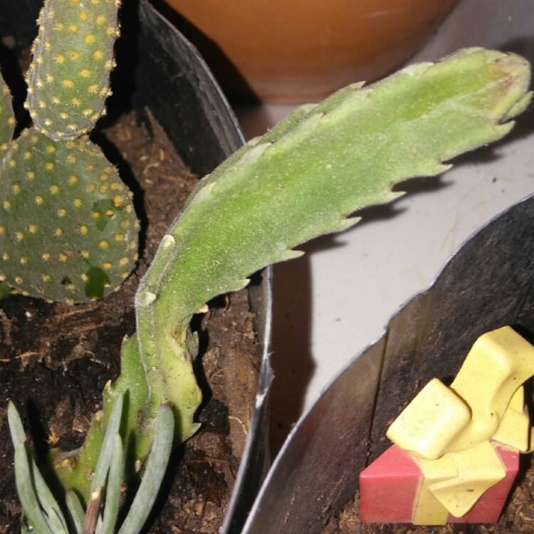 Plant image Stapelia gigantea