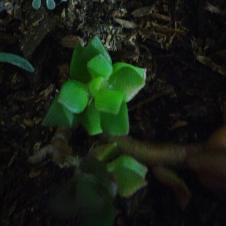 Plant image Anacampseros Rufescens