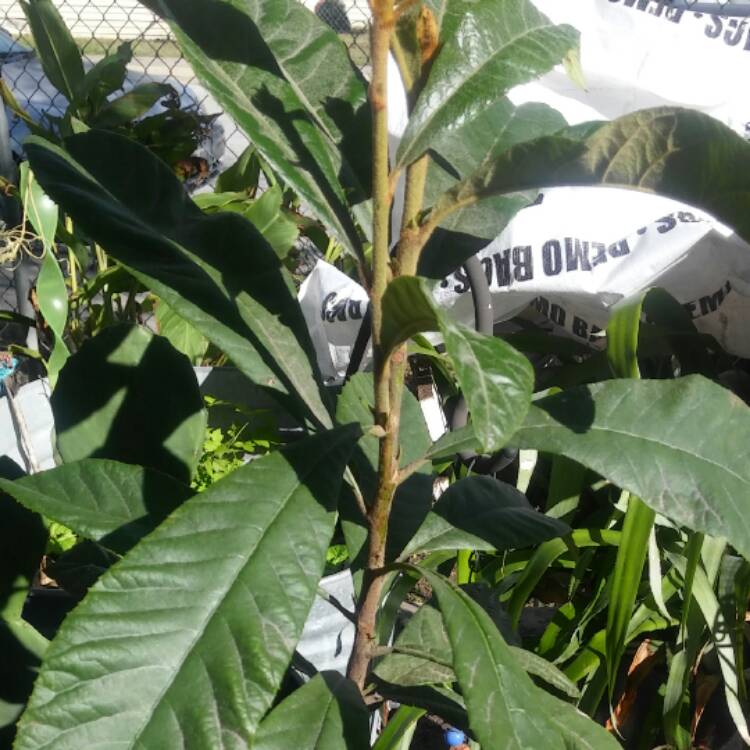 Plant image Eriobotrya japonica
