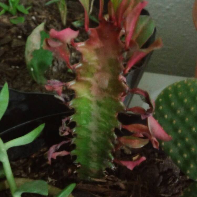 plant image 589690