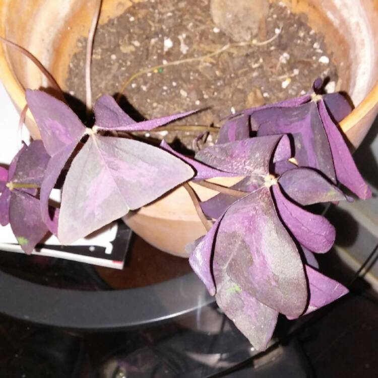 plant image 594076