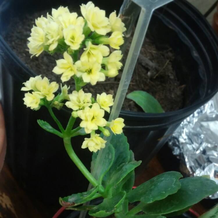 Plant image Kalanchoe Blossfeldiana 'Yellow'