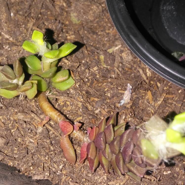 plant image 597359
